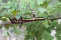 Acronicta psi