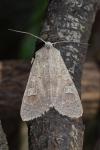 Ammoconia caecimacula