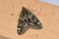 Chloroclysta siterata