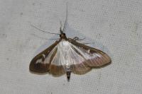 Cydalima perspectalis