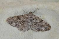 Peribatodes secundaria secundaria