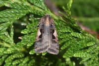 Xestia c-nigrum