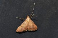 Endotricha flammealis
