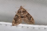Thera britannica/variata