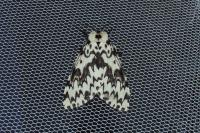 Lymantria monacha