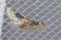 Idaea filicata