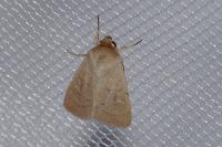 Mythimna ferrago