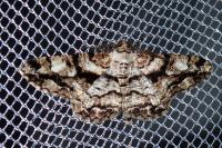 Peribatodes umbraria umbraria