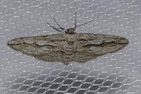 Ecleora solieraria