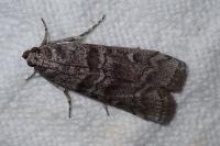 Dioryctria