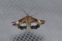 Tyta luctuosa