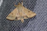 Helicoverpa armigera