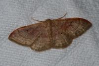 Idaea degeneraria