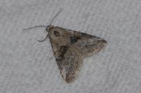 Zebeeba falsalis