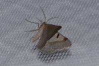 Itame vincularia