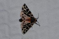 Cymbalophora pudica