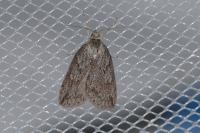 Pachycnemia hippocastanaria hippocastanaria