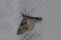 Tephronia sepiaria