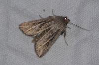 Mythimna riparia