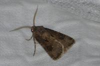 Agrotis bigramma