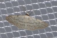 Idaea seriata