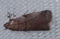 Acrobasis consociella
