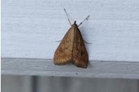 Udea ferrugalis