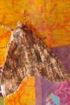 Mniotype solieri
