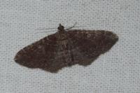 Nycterosea obstipata