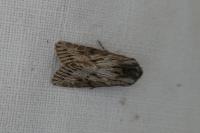 Aporophyla australis