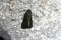 Aporophyla nigra