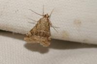 Hellula undalis