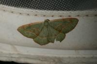Hylaea fasciaria