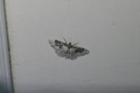 Idaea rusticata