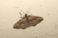 Nycterosea obstipata