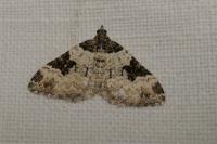Xanthorhoe fluctuata