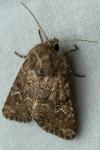 Luperina nickerlii