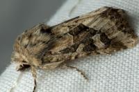 Luperina dumerilii