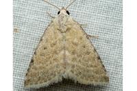 Rhypagla lacernaria