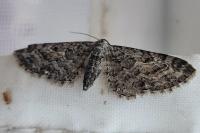 Eupithecia icterata