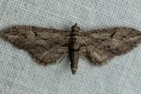 Eupithecia