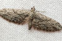 Eupithecia