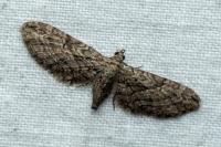 Eupithecia