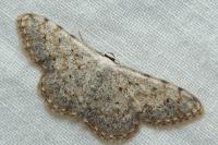 Scopula submutata roseonitens