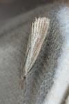 Agriphila straminella
