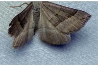 Scotopteryx luridata/mucronata
