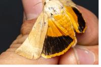 Noctua fimbriata/tirrenica