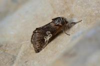 Diloba caeruleocephala