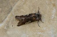 Diloba caeruleocephala