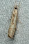 Agriphila geniculea